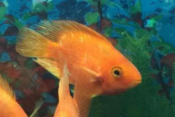 鱼尾巴为什么会分叉，水质不好或受到攻击都会导致