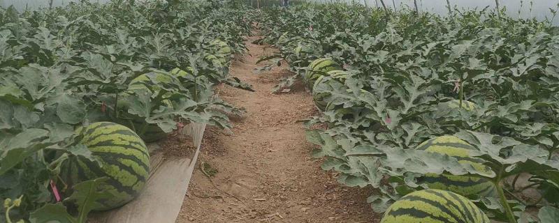 如何种植8424西瓜