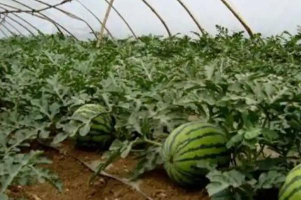 如何种植8424西瓜,定植后不能立刻浇水
