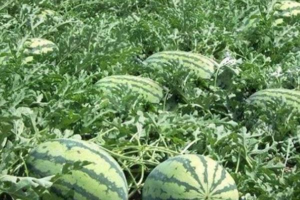 如何种植8424西瓜,定植后不能立刻浇水