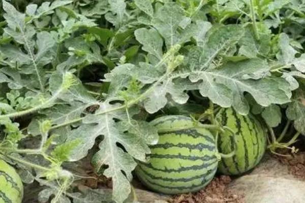 如何种植8424西瓜,定植后不能立刻浇水