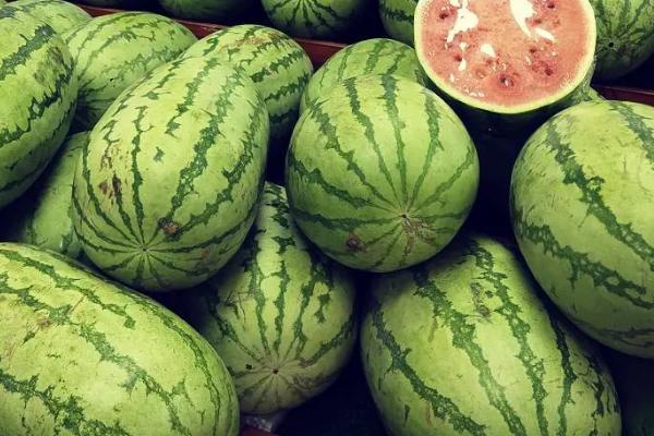 如何种植8424西瓜,定植后不能立刻浇水