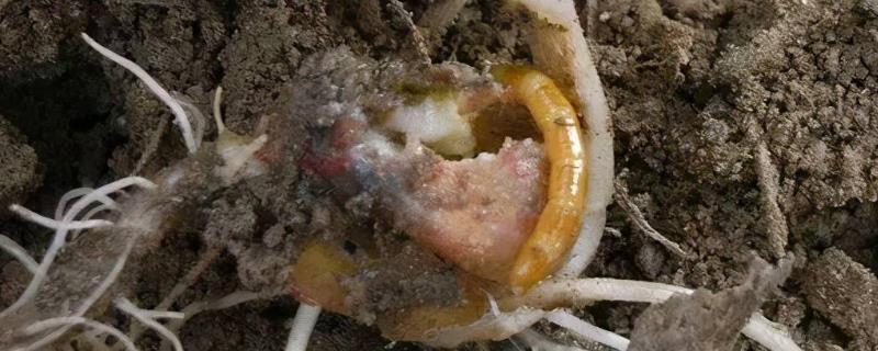 玉米金针虫怎么防治