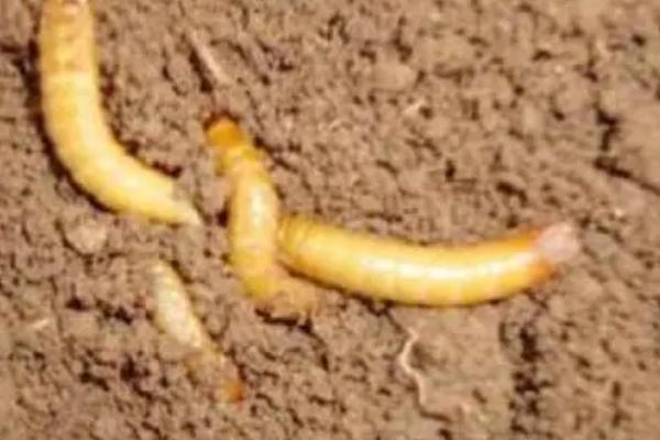 玉米金针虫怎么防治,播种前可用甲基异柳磷、辛硫磷等药物拌种