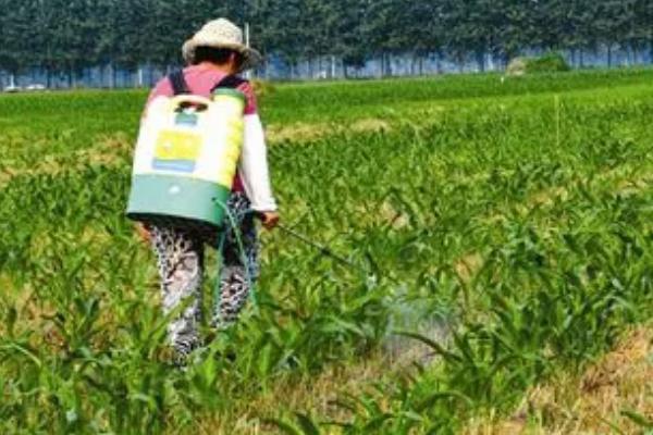 玉米金针虫怎么防治,播种前可用甲基异柳磷、辛硫磷等药物拌种