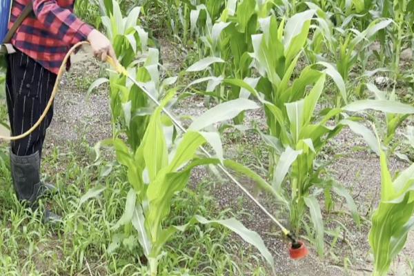 玉米金针虫怎么防治,播种前可用甲基异柳磷、辛硫磷等药物拌种