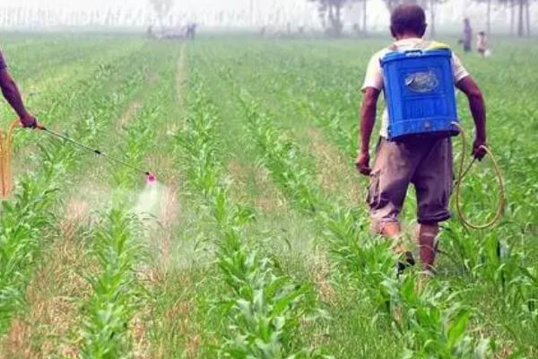 玉米金针虫怎么防治,播种前可用甲基异柳磷、辛硫磷等药物拌种