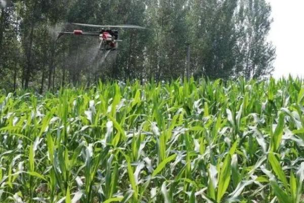 玉米金针虫怎么防治,播种前可用甲基异柳磷、辛硫磷等药物拌种