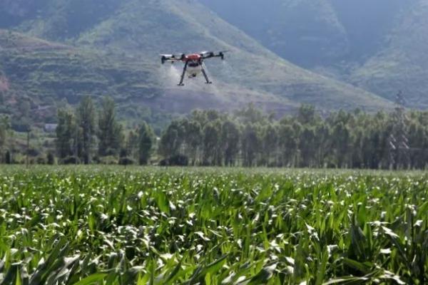 玉米金针虫怎么防治,播种前可用甲基异柳磷、辛硫磷等药物拌种