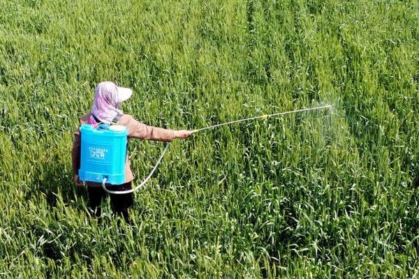 唑醚戊唑醇的防治对象,可防治果树炭疽病、小麦散黑穗病、玉米丝黑穗病等病害