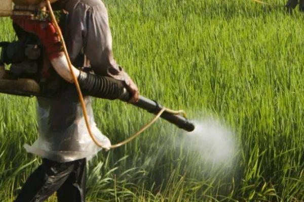 唑醚戊唑醇的防治对象,可防治果树炭疽病、小麦散黑穗病、玉米丝黑穗病等病害