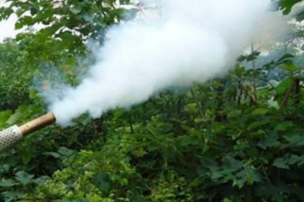 唑醚戊唑醇的防治对象,可防治果树炭疽病、小麦散黑穗病、玉米丝黑穗病等病害