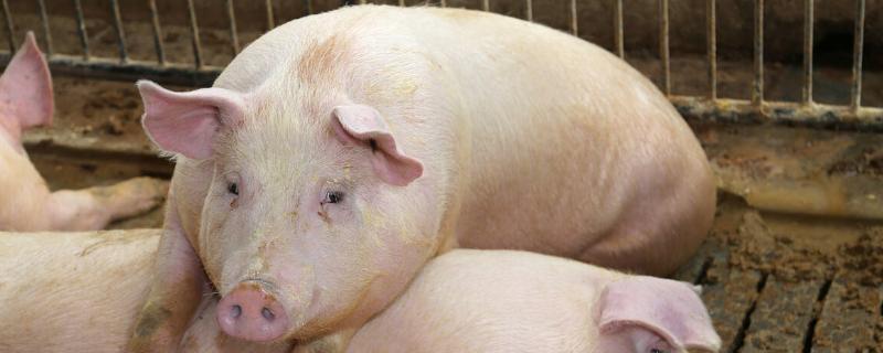 猪的眼睛变白了怎么办