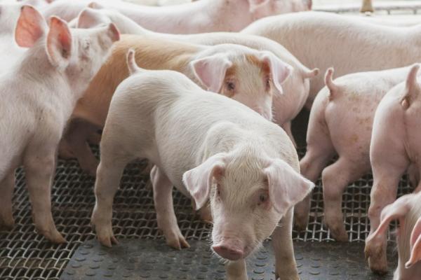 猪的眼睛变白了怎么办，可用药物治疗或每天进行通风处理