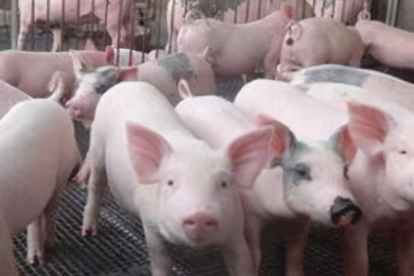 猪的眼睛变白了怎么办，可用药物治疗或每天进行通风处理