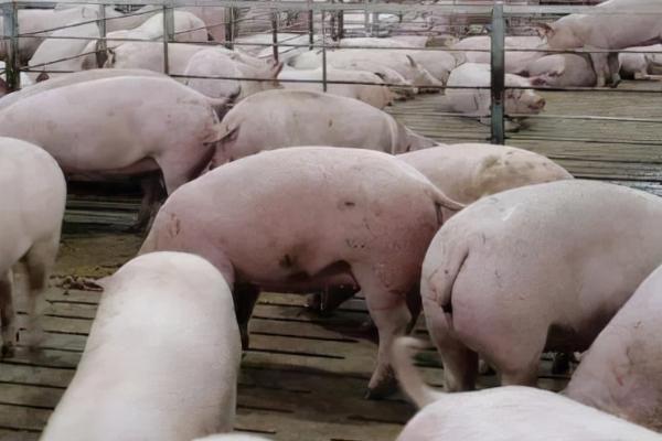 猪的眼睛变白了怎么办，可用药物治疗或每天进行通风处理