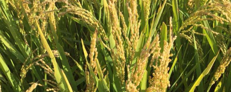 籼型杂交水稻的意义