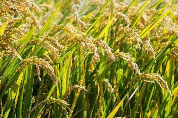 籼型杂交水稻的意义,粮食的产量大幅度提高