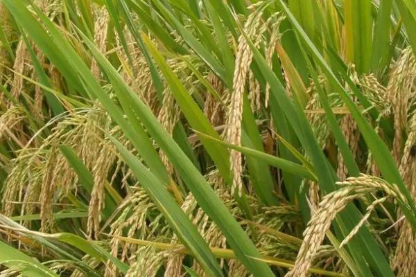 籼型杂交水稻的意义,粮食的产量大幅度提高