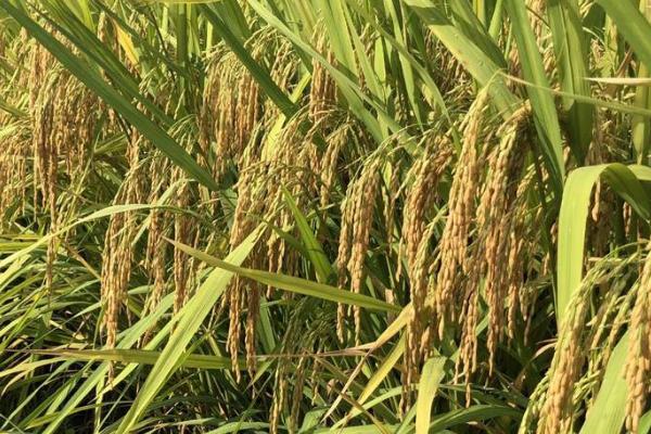 籼型杂交水稻的意义,粮食的产量大幅度提高