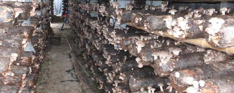 袋栽香菇如何避免菌丝徒长