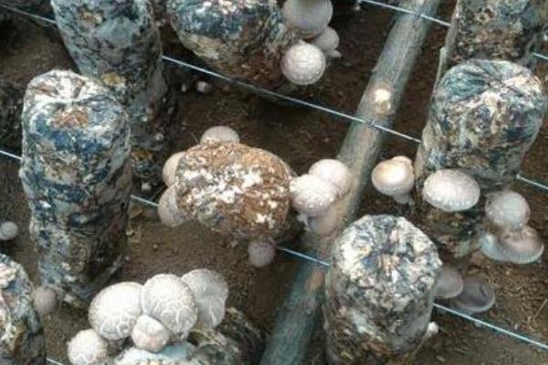 袋栽香菇如何避免菌丝徒长，出现参差不齐的菌丝时可掀开薄膜透气一段时间