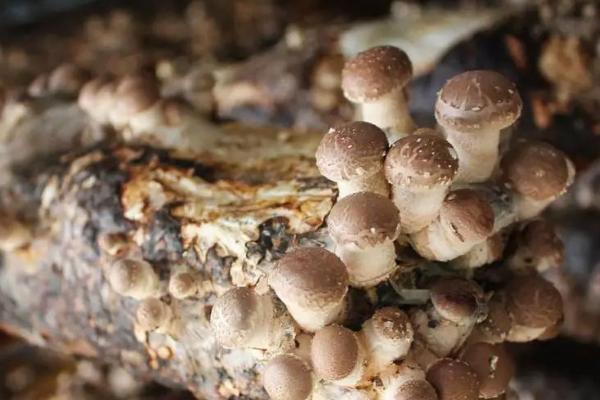 袋栽香菇如何避免菌丝徒长，出现参差不齐的菌丝时可掀开薄膜透气一段时间