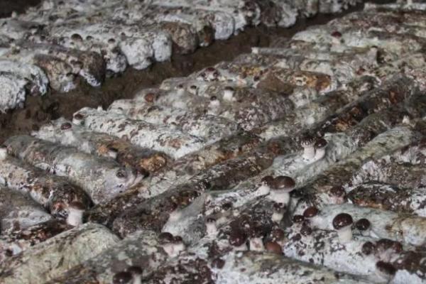 袋栽香菇如何避免菌丝徒长，出现参差不齐的菌丝时可掀开薄膜透气一段时间