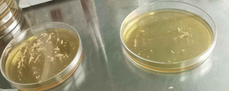 菌种选育的优缺点