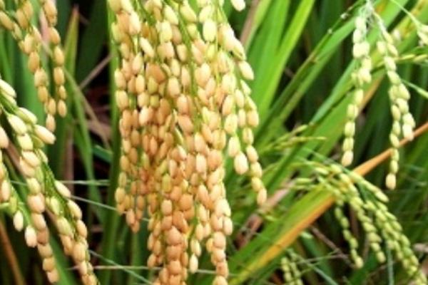 菌种选育的优缺点,可以纯化菌种但工作量大