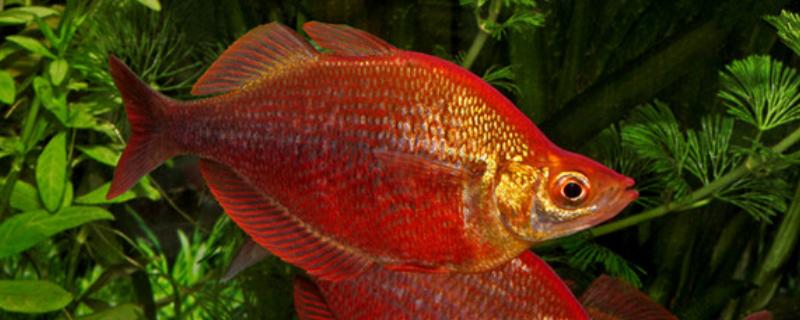 红苹果鱼好不好养