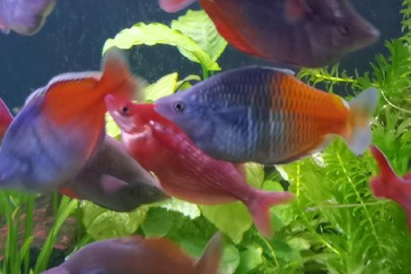 红苹果鱼好不好养,新手可以尝试