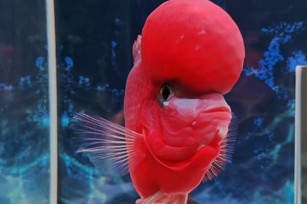 红苹果鱼好不好养,新手可以尝试