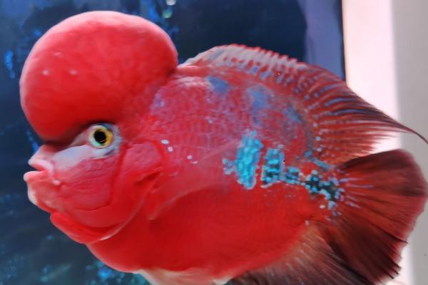 红苹果鱼好不好养,新手可以尝试