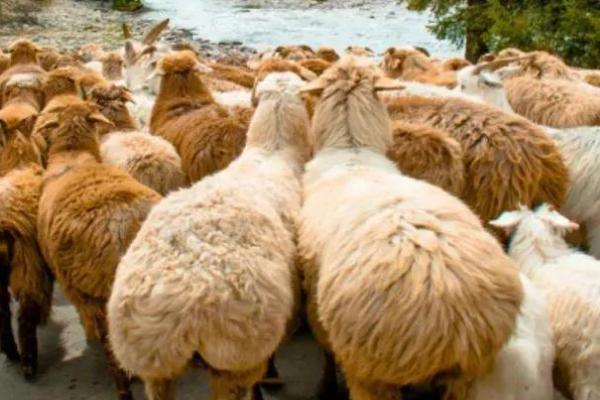 阿勒泰羊简介，是新疆优秀的地方品种羊之一