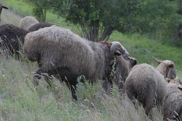 阿勒泰羊简介，是新疆优秀的地方品种羊之一