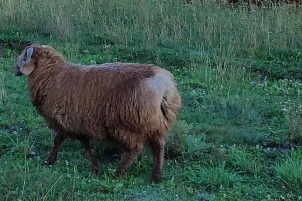阿勒泰羊简介，是新疆优秀的地方品种羊之一