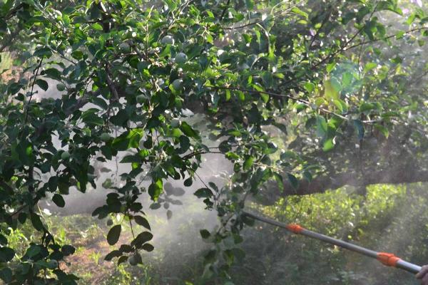 磷酸二氢钾能和杀菌剂混用吗，可以与酸性、中性杀菌剂混用