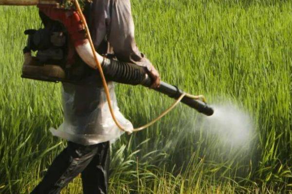 含氨基酸肥料的应用效果，会受到使用对象等因素的影响