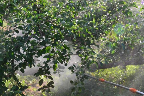 含氨基酸肥料的应用效果，会受到使用对象等因素的影响