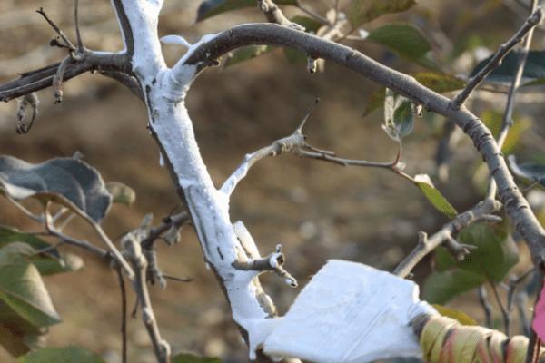 含氨基酸肥料的应用效果，会受到使用对象等因素的影响