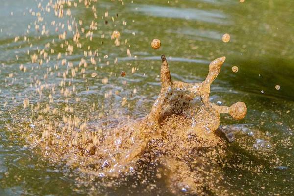 野钓用什么打窝，根据鱼种选择窝料