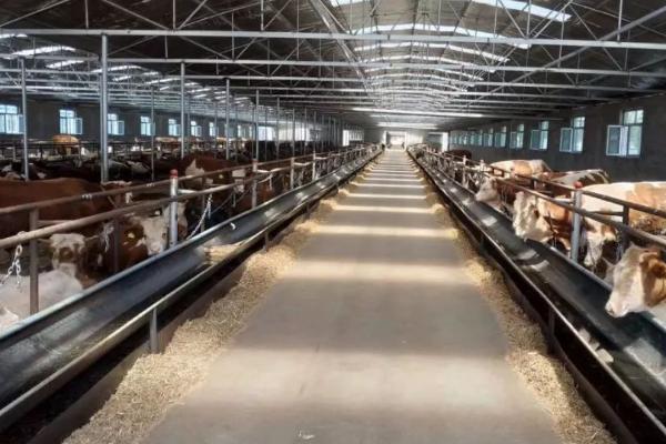 牛舍消毒用什么消毒液，不同消毒液使用范围和使用量有区别