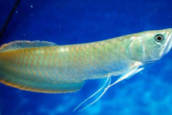 银龙鱼是不是热带鱼,属于热带鱼、兑水温的变化较敏感