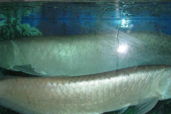 银龙鱼是不是热带鱼,属于热带鱼、兑水温的变化较敏感