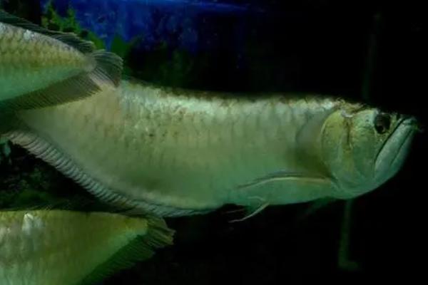 银龙鱼是不是热带鱼,属于热带鱼、兑水温的变化较敏感