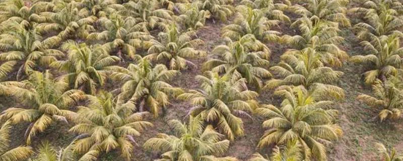 种植椰子如何预防虫害