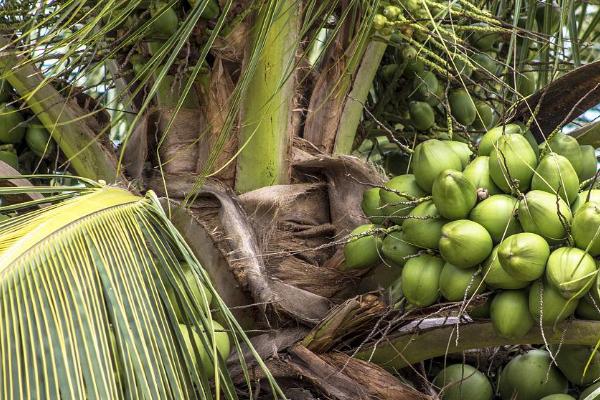种植椰子如何预防虫害,枯死的枝叶要及时焚烧