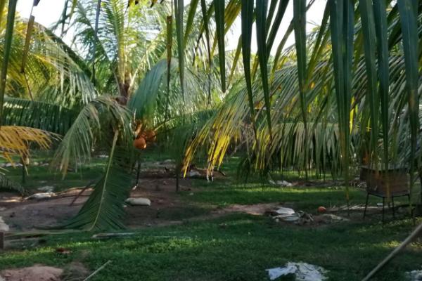 种植椰子如何预防虫害,枯死的枝叶要及时焚烧