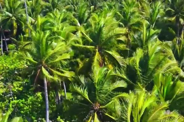 种植椰子如何预防虫害,枯死的枝叶要及时焚烧